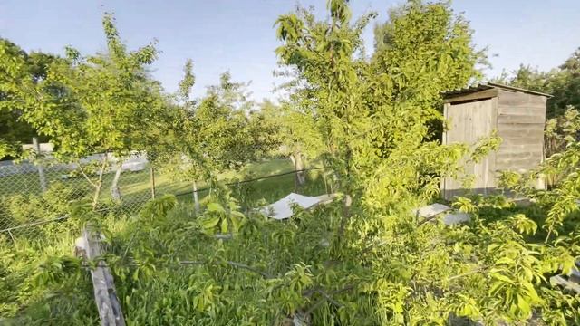 Самая живучая ТЛЯ НЕ ВЫДЕРЖИВАЕТ. Лучшее средство, если уже поздно и завязались плоды смотреть онлайн