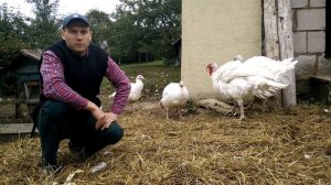 Индюки Хайбрид Конвертер в 5,5 месяцев. ОТЛИЧНЫЙ РЕЗУЛЬТАТ!!!