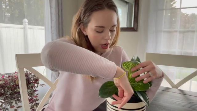 How to care for a Philodendron Birkin смотреть онлайн