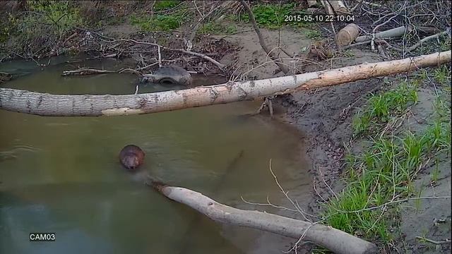cam03 2208 смотреть онлайн