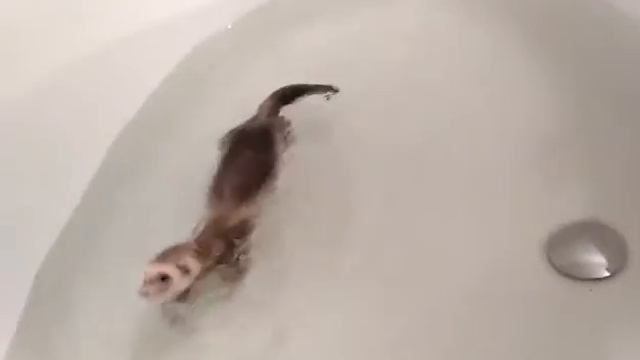 наша Няша хорек, фретка смотреть онлайн