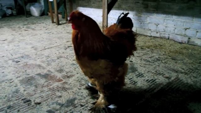 Animals Dudutki Belarus смотреть онлайн