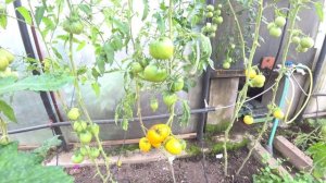 Томат Желтые Гребешки