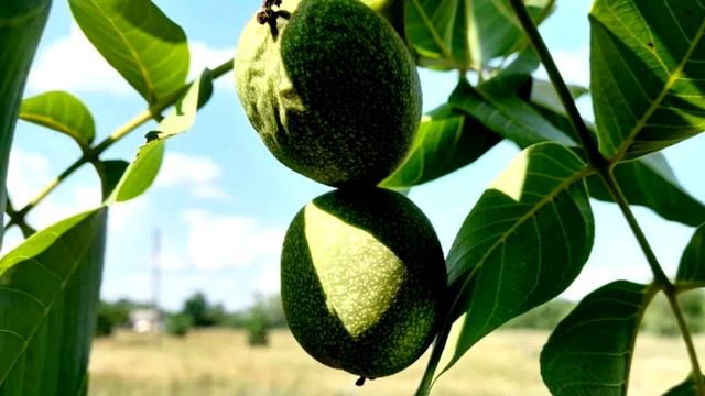 Можно ли есть грецкие орехи каждый день: польза и вред, норма потребления в день