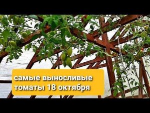 Морозостойкие томаты 18 октября.Черри Дюкре и Черри Кокта.Малиновая империя.