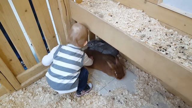 Контактный зоопарк(2) смотреть онлайн