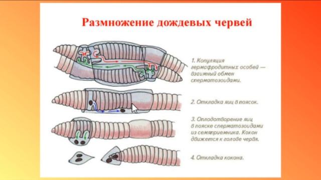 Биология ОГЭ Выпуск 20 Тип Кольчатые черви смотреть онлайн