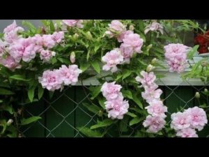 Все делают эту ОШИБКУ.Калистегия.