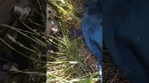 замена уплотнительного кольца под ТНВД, Мерседесw124 om602