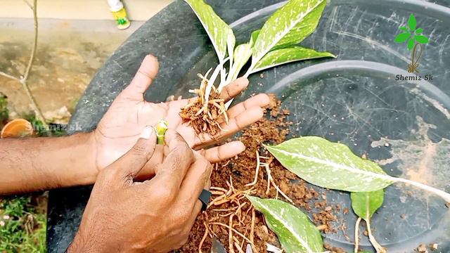 ആഗ്ലോണിമ ചെടികൾ ഇങ്ങനെ ചെയ്ത് നോക്കു |Shemiz sk | смотреть онлайн