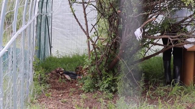 Вольер для сервала смотреть онлайн