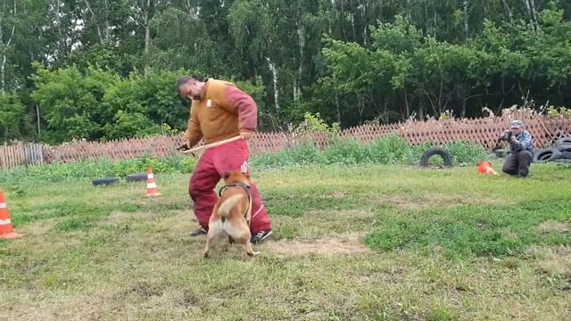 Уклон от собак, работа на входе. The slope from the dogs, work at the entrance. Dmitry Fatin. смотреть онлайн