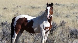 How Native Americans Broke Wild Horses