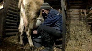 Джерсейская корова...Мое мнение о джерсейской породе