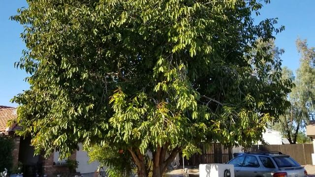 Mature Jamun Java Plum tree in Phoenix смотреть онлайн