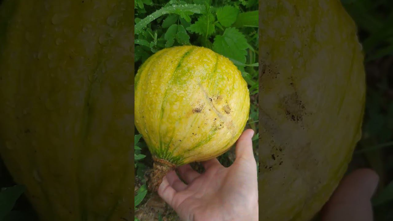 5 августа 2024 г. смотреть онлайн