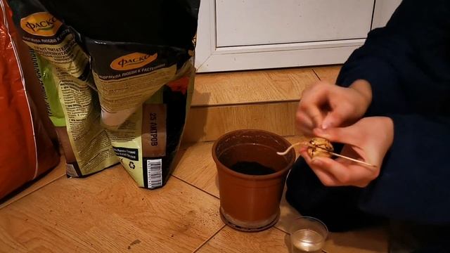 КАК ВЫРАСТИТЬ АВОКАДО [3 ЧАСТЬ]! ПОСАДКА АВОКАДО! EXO TOP смотреть онлайн