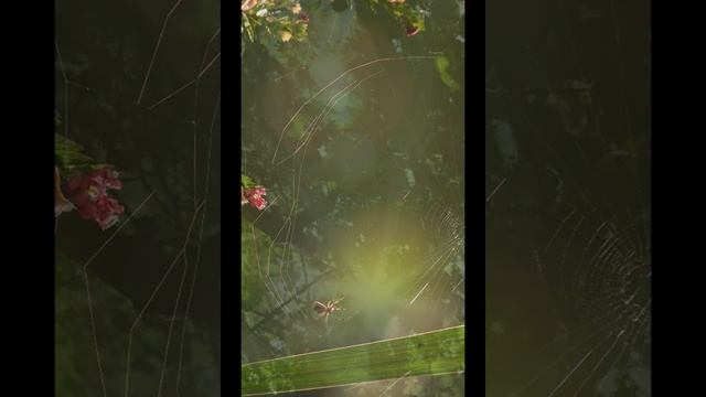 антистресс - Исцеляющая музыка - расслабление, медитация перед сном, звуки леса пение птиц смотреть онлайн