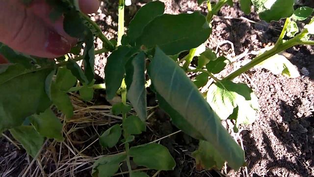 #ВИШНЮ ЕМ НА ДАЧЕ  И ЛЮБУЮСЬ ЦВЕТАМИ.МЫШИ РАЗГРЫЗЛИ ГЕРБИЦИД#reallife