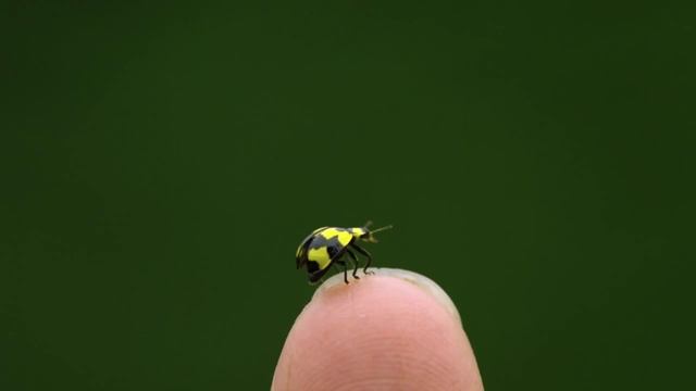 Просто, просто мы маленькие звезды!!! смотреть онлайн