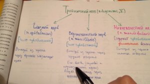 Тройничный нерв. Локализация ядер, основные ветви, области иннервации. Глазной нерв.