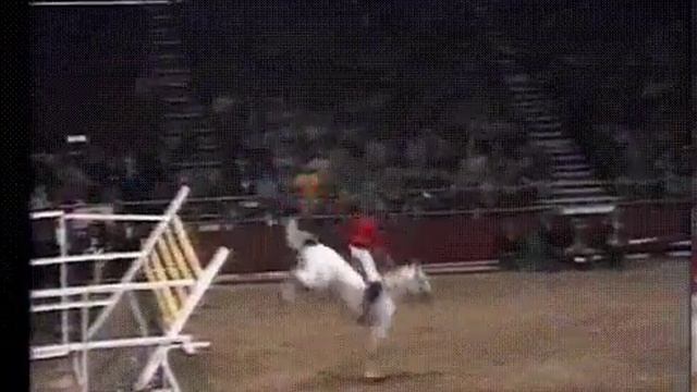 Мировой рекорд лошадь перепрыгивает планку более 2,5 метра смотреть онлайн