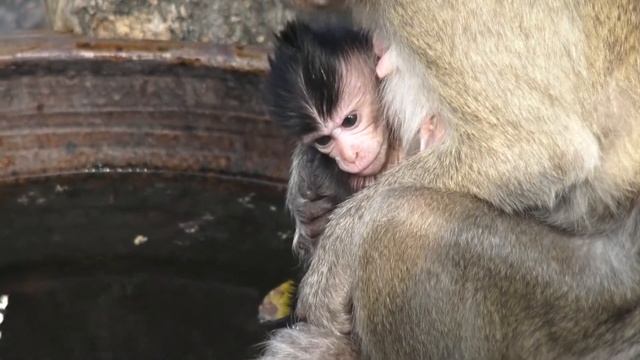 Макаки-крабоеды на горе Кхао Сам Мук. Таиланд, Чонбури