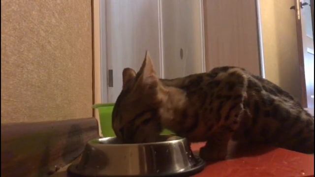 АЙЗА РАЗГОВАРИВАЕТ. Бенгальские беседы. / AIZA SPEAKS. Bengali conversations. смотреть онлайн