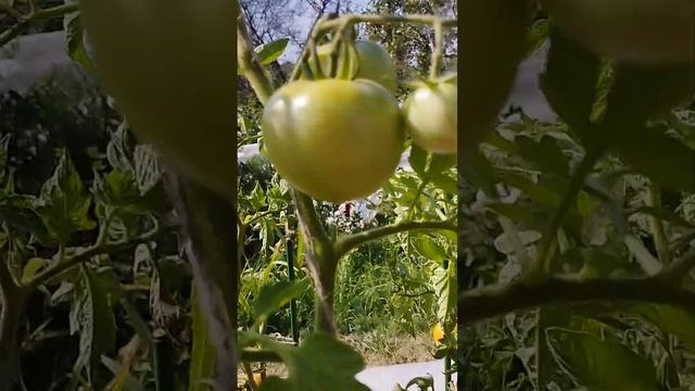 Томат Розовый мед в открытом грунте смотреть онлайн