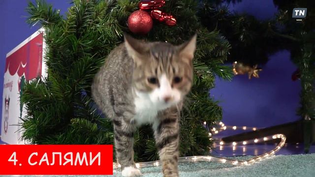 Котики выбирают продукты на новогодний стол смотреть онлайн