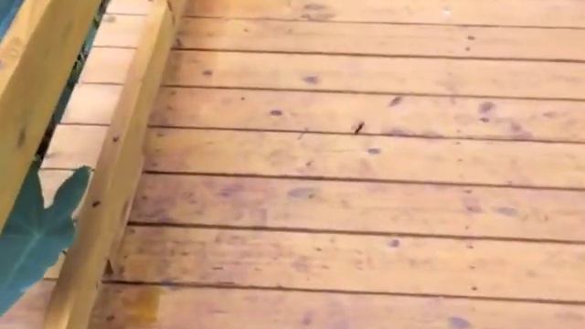 Moccasin Lake Nature Park Озеро Мокасин - природный парк ч2 смотреть онлайн