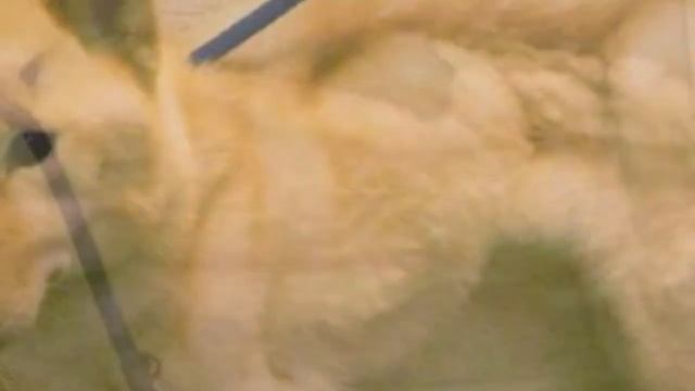 Запертая на два месяца собака выжила, питаясь зубной пастой смотреть онлайн