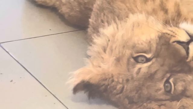 СИМБА принес нам игрушку! Ася- хулиганка, а Шерхан - за ПОРЯДОК! Тайган смотреть онлайн