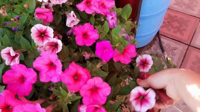 ПОСЛЕ ТАКОЙ ОБРЕЗКИ ВАША ПЕТУНИЯ БУДЕТ ПЫШНО ЦВЕСТИ ДО САМЫХ ЗАМОРОЗКОВ. смотреть онлайн