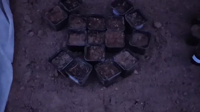Одревесневшее черенкование. Продолжение. смотреть онлайн