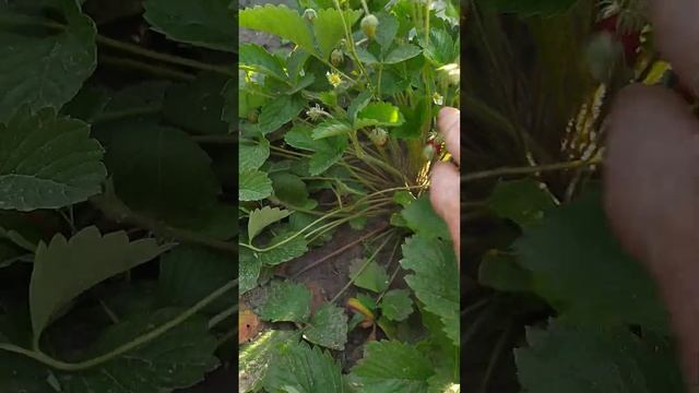 БЕЗУСАЯ земляника РЕНЕСCАНС! Вкус детства! Shorts смотреть онлайн