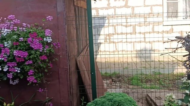 08.08.2023. Владимирская область. Флоксы. Хризантемы. Гортензии. Груша не выдержала урожай... смотреть онлайн