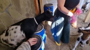 Санофлай от клещей. Мечтаю изменить козлятник.