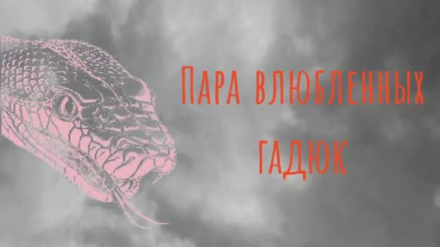 Парочка влюбленных гадюк смотреть онлайн