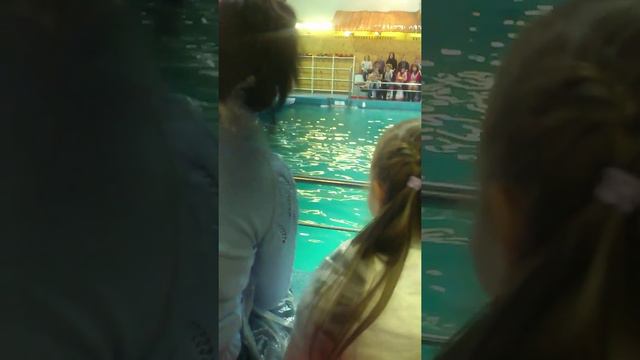ярославский дельфинарий скрытая камера! смотреть онлайн