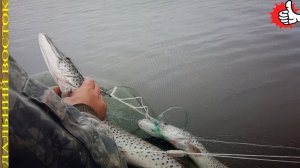 Рыбалка,проверка сети. Щука,сиг..avi