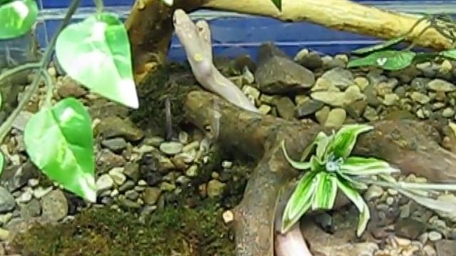 Двухголовая змея-альбинос, часть 3 смотреть онлайн