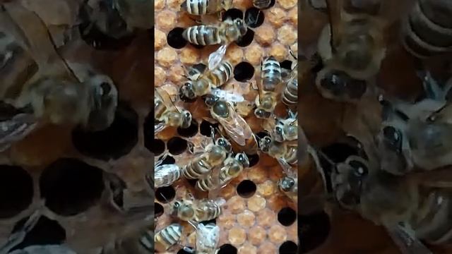 Весеннее развитие пчелинной семьи. смотреть онлайн