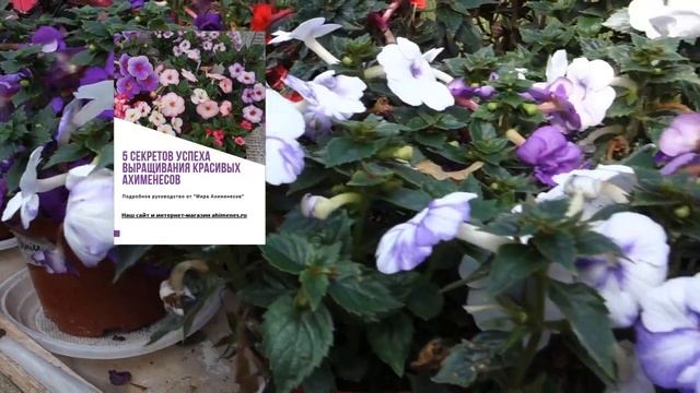 Ахименанта Pisces