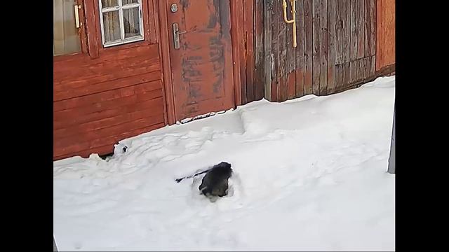 Суровый деревенский кот копает нору в снегу смотреть онлайн