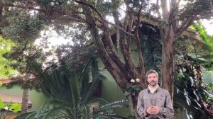 Podocarpus macrophyllus