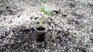 Как рано можно выносить рассаду в теплицу из поликарбоната