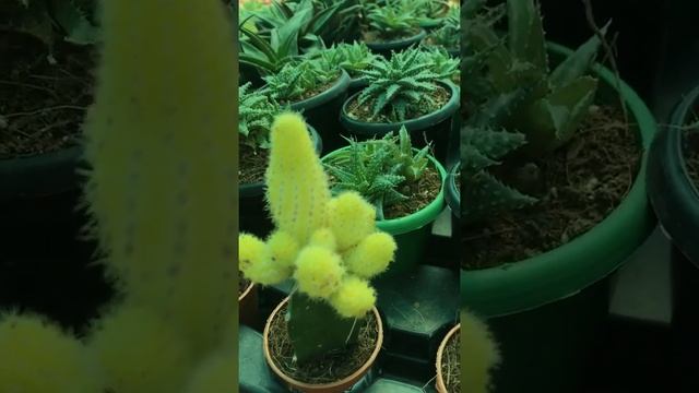 Gymnocalycium mihanovichii | indoor plant смотреть онлайн