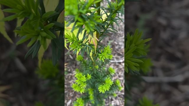 TAXUS MEDIA “HICKSII”.?ПРИРОСТЫ #taxus #тис смотреть онлайн