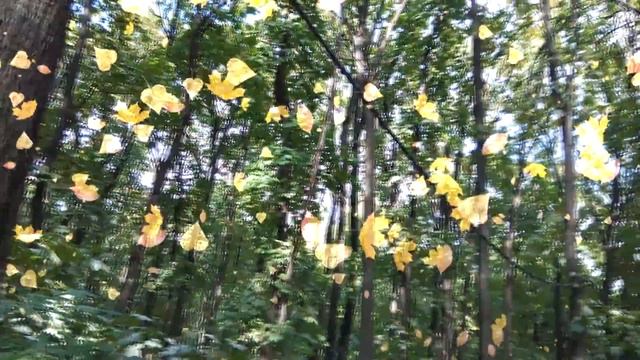 Петрова Алиса смотреть онлайн